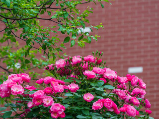 red rose in the garden