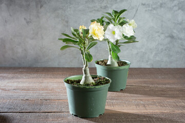 A view of a desert rose plant, featuring white flowers.