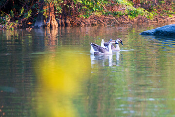 geese swimming in the water