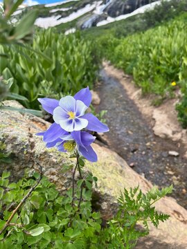 Albine Columbine