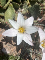 Desert Flower