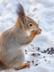 The squirrel in winter sits on white snow.