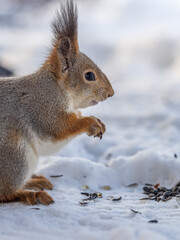 The squirrel in winter sits on white snow.