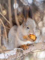 The squirrel with nut sits on tree in the winter or late autumn