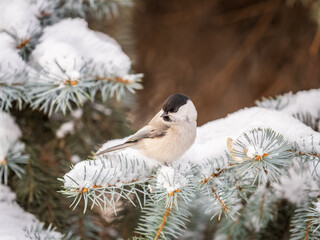Cute bird the willow tit, song bird sitting on the fir branch with snow in winter