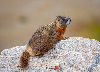 Yellow-bellied Marmot
