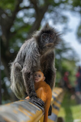 monkey photos 