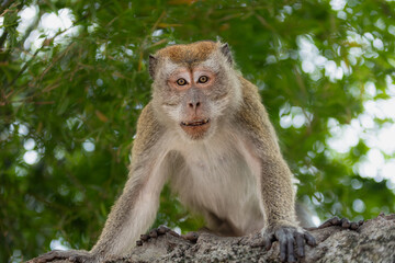 monkey photos 
