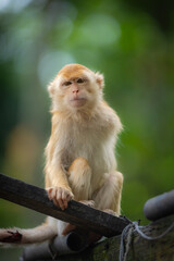 monkey photos 