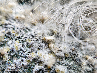 Silverleaf whitefly (Kutu kebul)