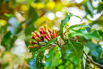 Clous de girofle mûrs dans l'arbre