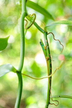 Anolis sur une liane de vanillier