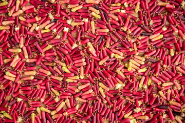 Récolte de clous de girofle frais