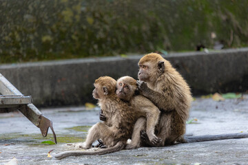 3 macaque family together