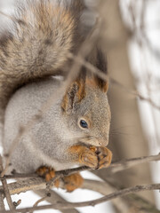 Fototapeta premium The squirrel with nut sits on tree in the winter or late autumn