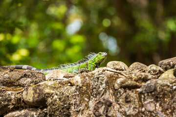 Iguane rayé posé sur un mur