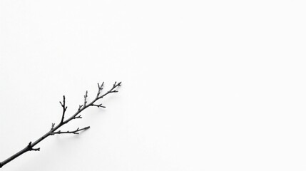 A solitary, dark branch against a stark white backdrop, a minimalist study in contrast and form, perfect for design projects needing a touch of natural elegance.