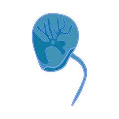 Noctiluca scintillans dinoflagellates