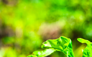 fresh green leaves in spring