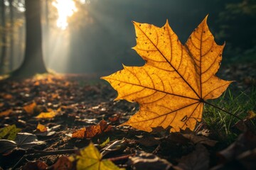 Xanthophyll's Golden Embrace: Nature's Vibrant Pigment in Autumnal Light