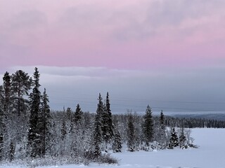 winter landscape with trees and fog