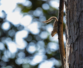 squirrel on a tree