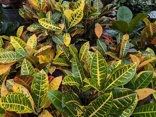 Obraz premium green leaves background