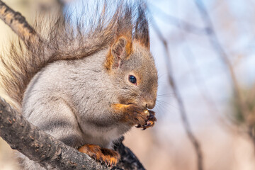 The squirrel with nut sits on tree in the winter or late autumn