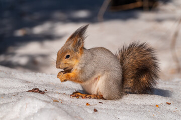 The squirrel in winter sits on white snow.