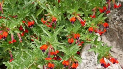 red flowers in the garden