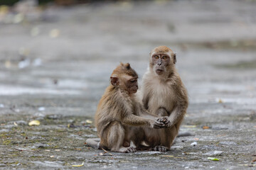 monkey with another monkey