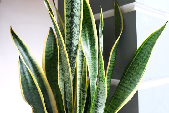 Sansevieria zeylanica, mother in law tounge, snake plant, dracaena trifasciata or Lidah Mertua. Summer indoor plant and urban forest

