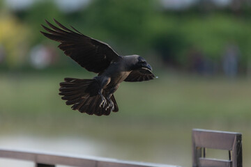 crow flying