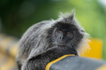 monkey picture 