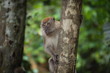monkey on a tree