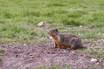 Pocket gopher wildlife photography marmot in the park field with green grass
