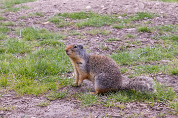 Pocket gopher wildlife photography marmot in the park field with green grass