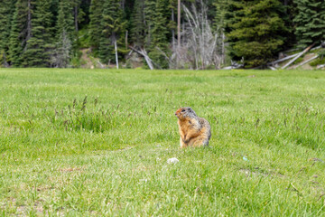 Pocket gopher wildlife photography marmot in the park field with green grass