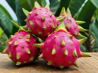 dragon fruit group