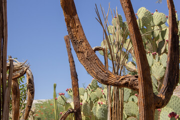 A view of a saguaro cactus skeleton.