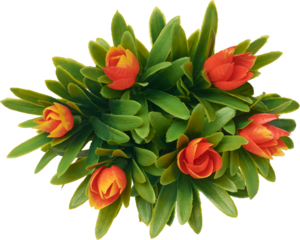 artificial arrangement of bright orange tulip shaped flowering plant with long green leaves isolated white background, taken straight from above