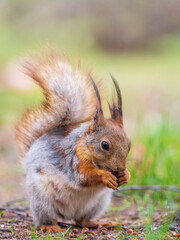 Squirrel eats a nut while sitting in green grass. Eurasian red squirrel, Sciurus vulgaris