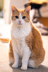 Obraz premium cat portrait