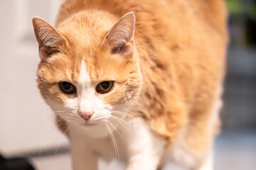 Fototapeta premium portrait of a cat