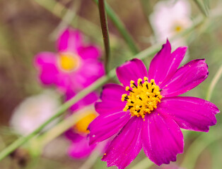 Obraz premium コスモス街道 こすもすの花16