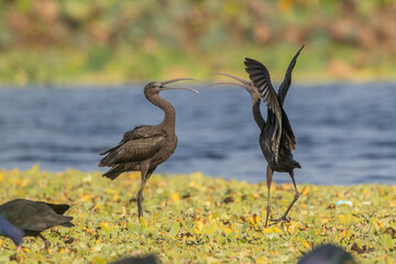 group of Glossy ibis in natural habitat