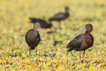 group of Glossy ibis in natural habitat