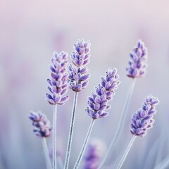 Obraz premium Close-Up of Delicate Lavender Flowers in Soft Pastel Colors with Blurred Background in Nature Photography