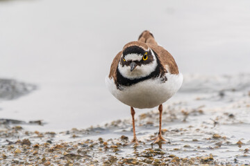 Little ringed plover (Charadrius dubius), bird standing on the lake shore