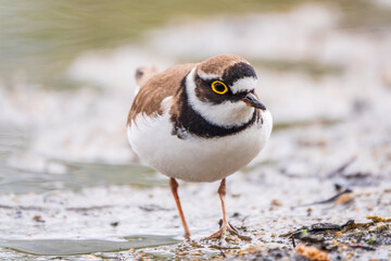 Little ringed plover (Charadrius dubius), bird standing on the lake shore